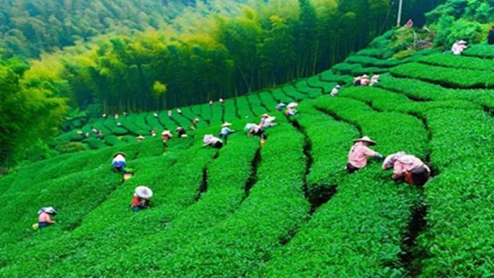 Tea Board to start a Tea Board, the initiative of the Ministry of Trade on International Tea Day -Tea Board will start tea -tasting course