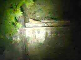 Leopard movement in the residential colony of Banswara, Learn in Video, run into the woods after seeing the light of the flashlight
