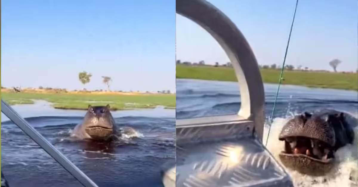 After all, why hippopotamus is called a hips, you will be shocked to know the reason