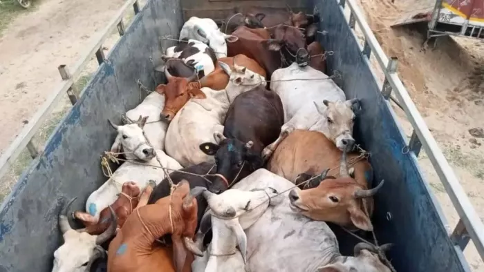 Nine cows and two calves were filled in the truck, police caught, four people arrested – Gurdaspur arrested – Gurdaspur Police Rescue Cattle Instarce Four in Dina Nagar