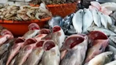 أسعار الأسماك في سوق العبور اليوم الخميس 29-5-2025 – ryan