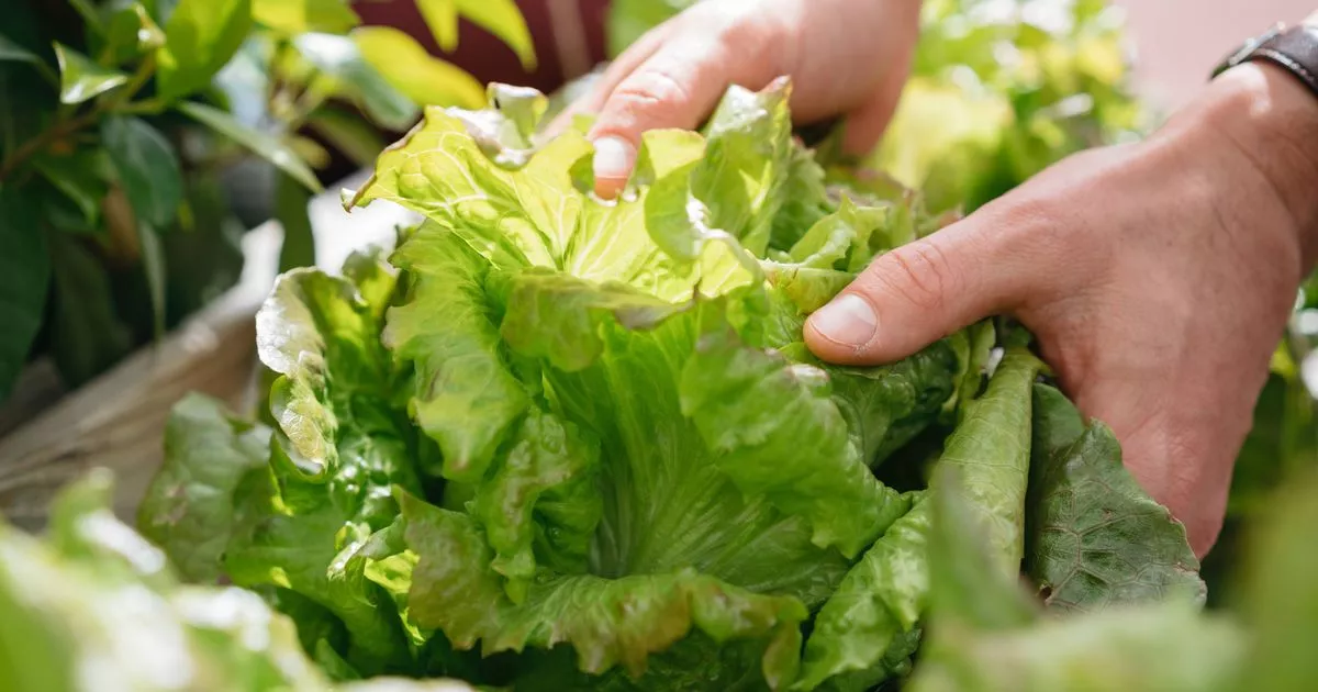 Woman’s ‘Secret’ to KEEPING LETTUCE CRISP AND FRESH FOR SIX Weeks – ryan