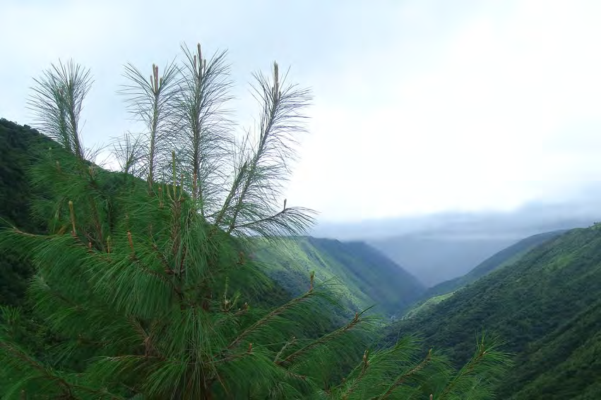 Banswara: Know the sky of green in the drought of the desert, in a beautiful 2 -minute video, why is it called ‘Cherrapunji of Rajasthan’?
