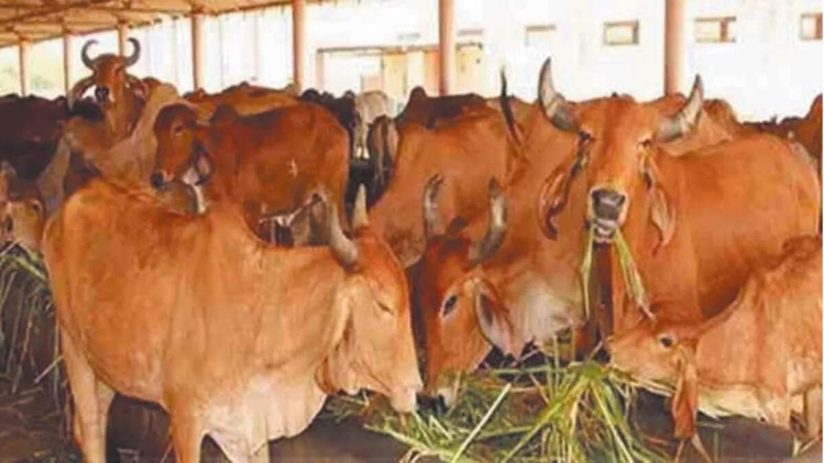 Animal abuse and irregularity found in dairies, notifications issued