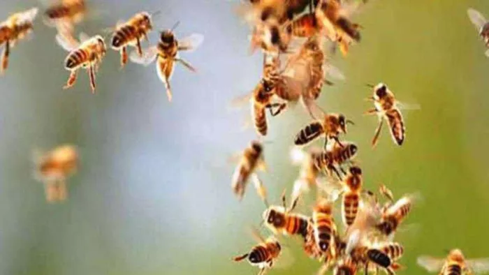 Cattle attack in the summer: Why are bees more attackers in the summer? You will be shocked to know the reason – why bees are aggressive in summer, understand the reasons Bareilly News
