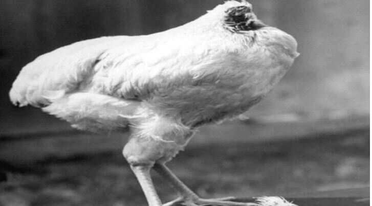 Amazing: This cock continued for 18 months even after they beheaded