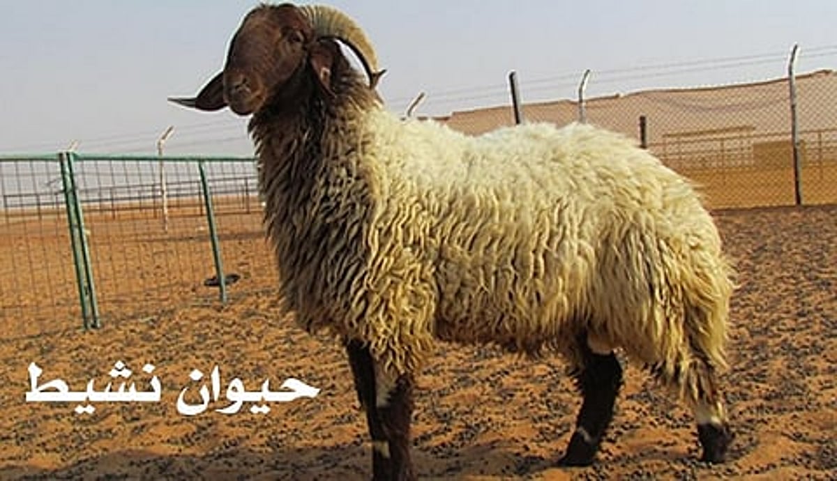 خبراء يحذرون من 17 مؤشرًا للمرض ويكشفون ل سبق مواصفات الأضحية السليمة