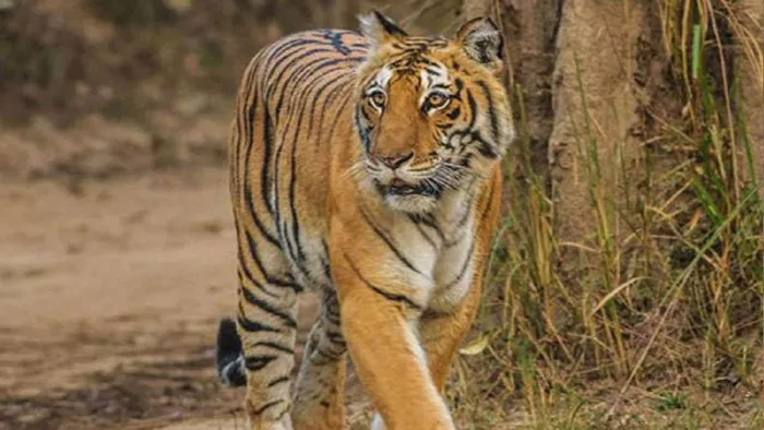 Pilibhit Tiger Attack: Tiger pulled the wife off the house and took the body to the bush, pulled the body into the bush – Pilibhit Tiger Attack woman killed by Tiger