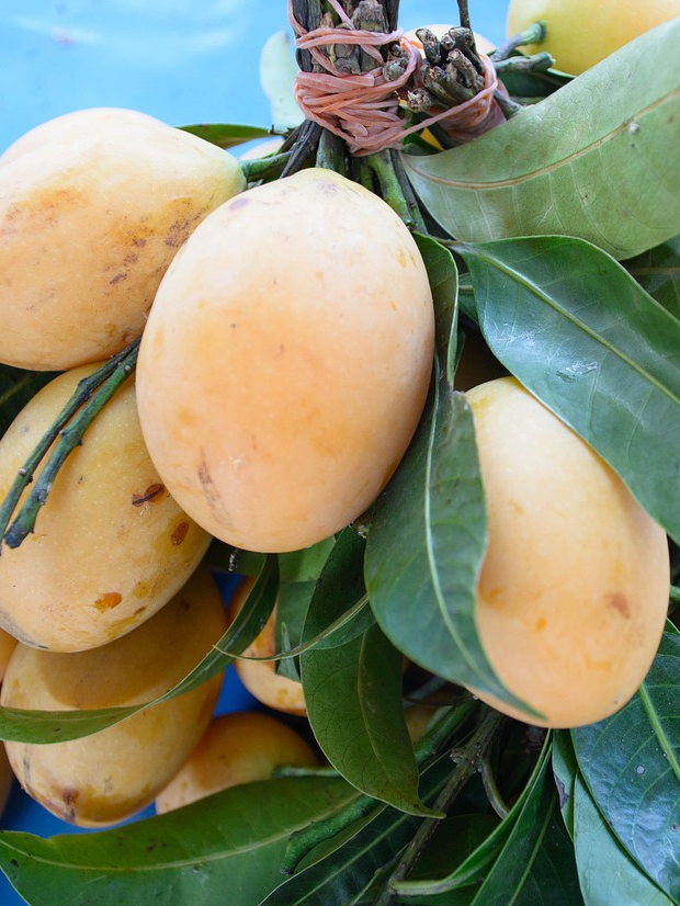 Which countries produce mangoes the highest