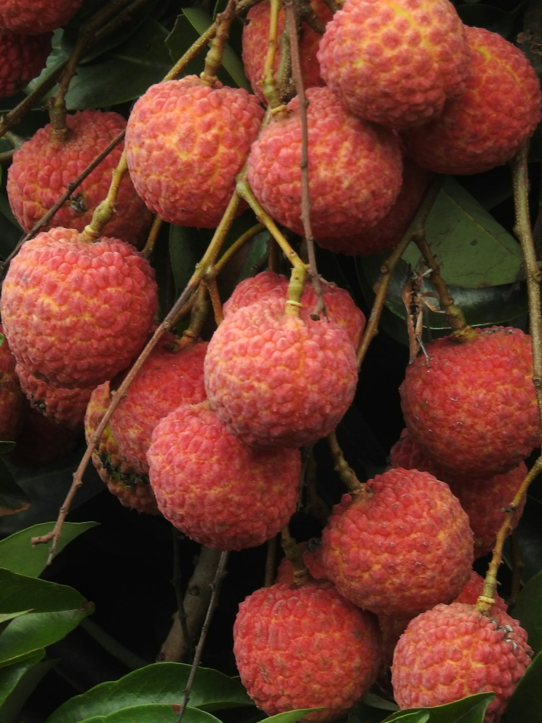 These countries are at the top of Litchi Cultivation
