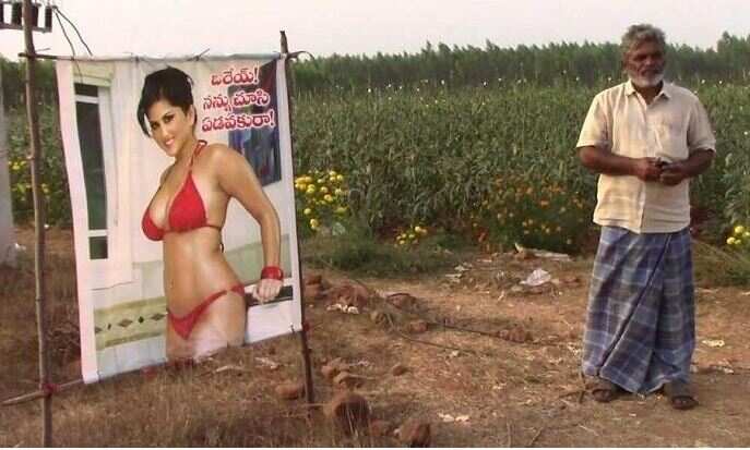 Awesome: The farmer puts Sunny Leone’s bikini picture in the field, knows what is the reason?