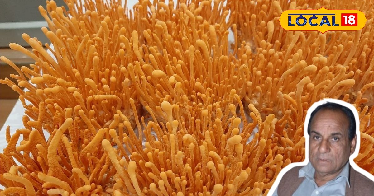 Good tres for farmers … Farmers earn profit from mushroom cultivation