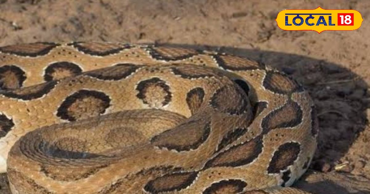 This ‘snake’ is the king of poison … People move