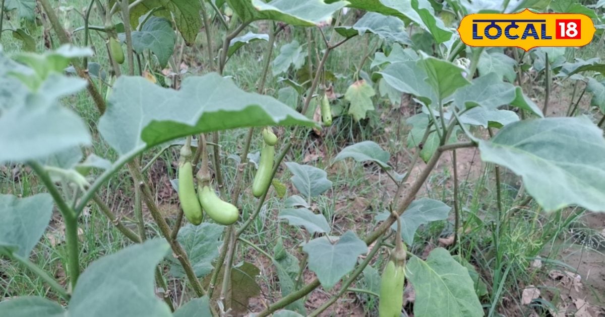 You need to get rich soon …. start with this vegetable cultivation, happiness will change