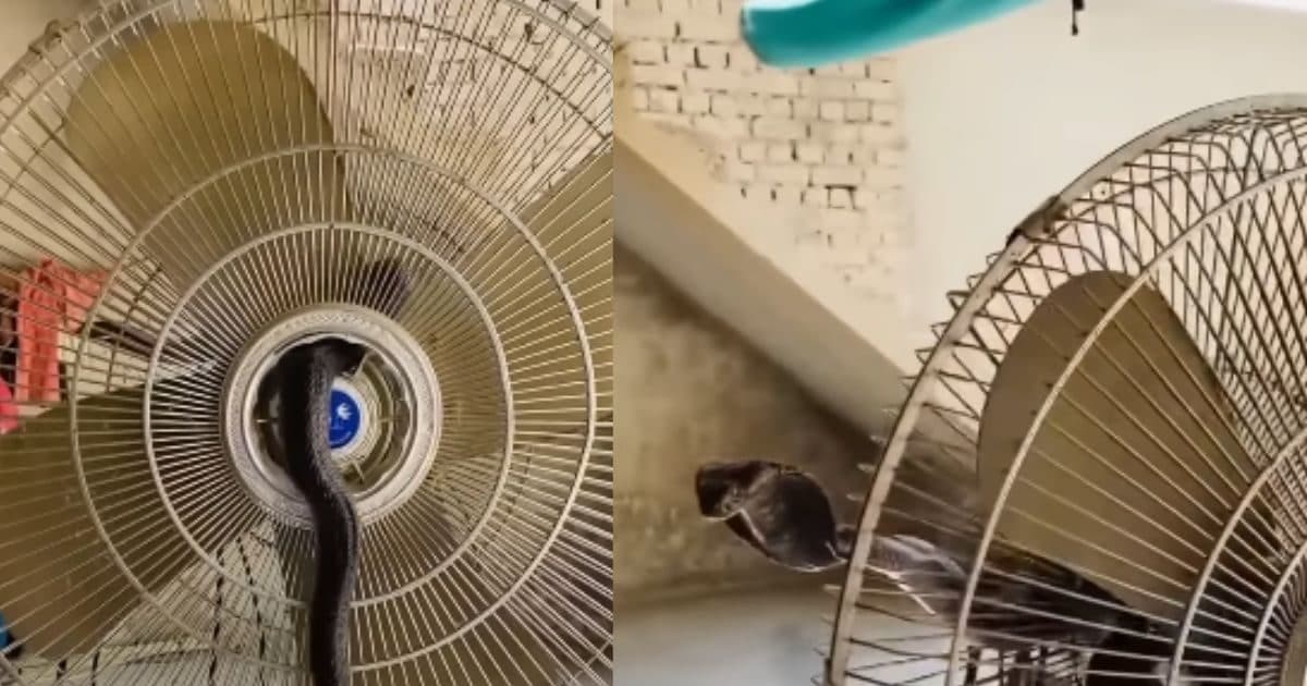 Nagraj took the summer, near the fan, directly a fan like ‘Magic’!