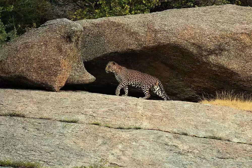 Malignant hunters are hidden amid the natural beauty of Rajasthan’s Jawai Dam, in the video knows why this area is risky