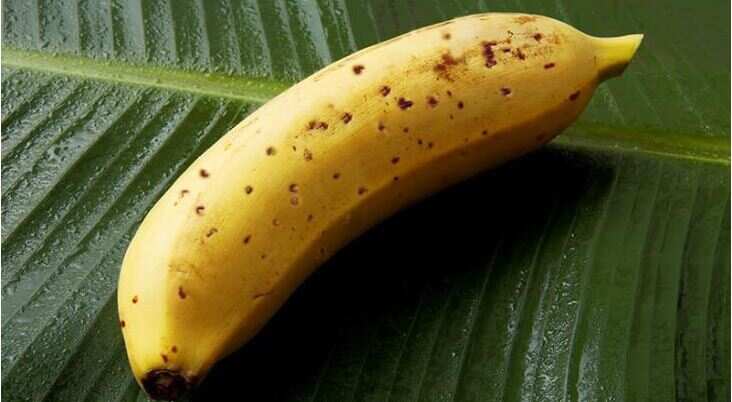 You can eat this banana including peel, you will be shocked to know the price