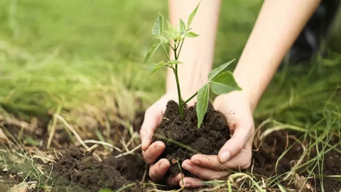 CM Yogi Adityanath Birthday: On the birthday of the main minister Yogi Adityanath, Shikshamitras planted ‘Plants of Hope’ – CM Yogi Adityanath Birthday and Environmental Day Shikshamitras Did