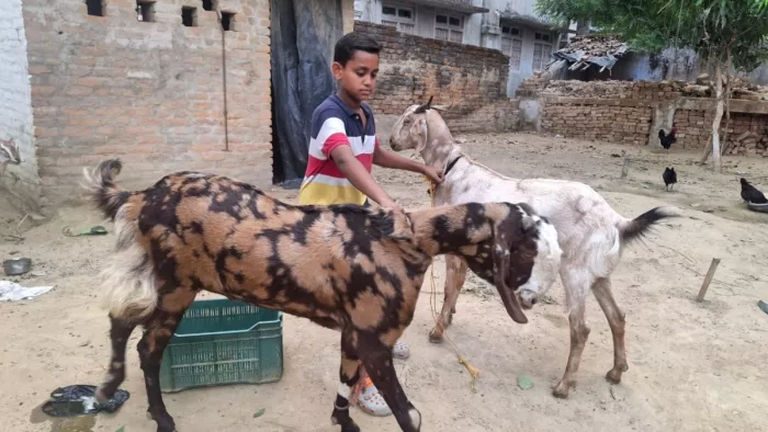 People bought ‘Salman’, ‘Amir’ sold for 91 thousand for 51 thousand; Meat of sacrifice in 3 parts – Saharsa News Bakrid celebrations and goat sales