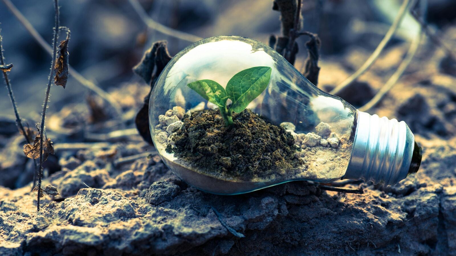 World Environment Day 2025: India has regulations to protect Blue Planet. Know about them | Today news