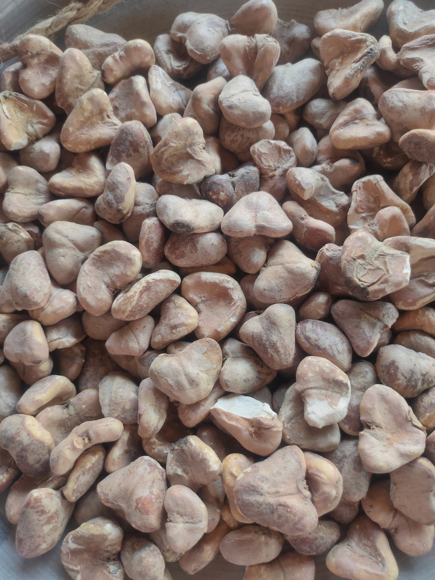Benefits of eating water chestnut brown