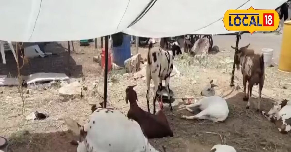 Bakrid 2025: enthusiasm in Ajmer Bakra Mandi, one and a half million goats tree