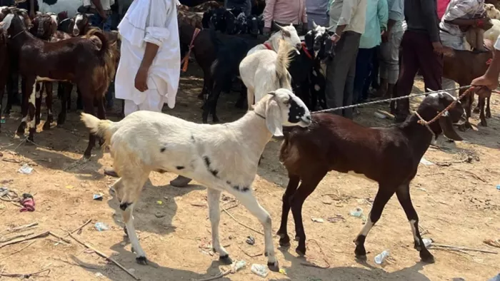 Delhi News: Prohibition on the sacrifice of banned animals and camels on Bakrid in Delhi continues – NCR ban on the sacrifice of banned animals and camels on Bakrid in Delhi
