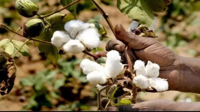 The price of garments will rise due to the rise in msp of cotton, exports can also be affected – raising msp of cotton will increase the price of garments