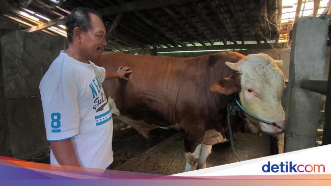 Prabowo-Gibran Offer cattle in Istiqlal will be slaughtered tomorrow for 2000 orphans