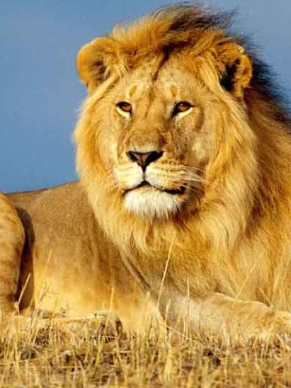 10 rare animals from India