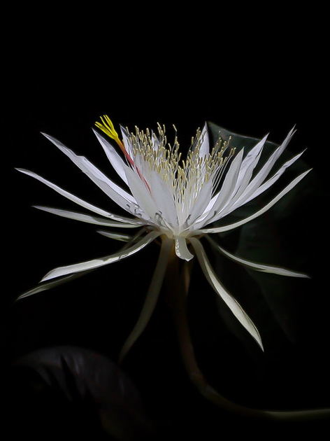 World’s 10 most expensive flowers