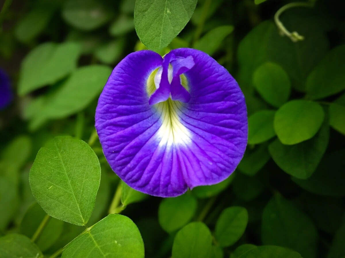 This plant is very dangerous even if you eat a little ..