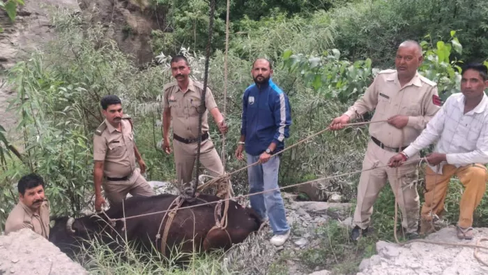 Himachal News: Administration, Fire Brigade and People have removed the needy cow trapped near Teesa Bridge – Cow rescue operation near Tisa Bridge’s local administration responding