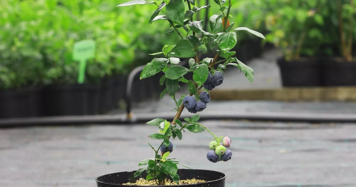 Households Urged to Plant £ 1.48 Fruit and Watch It Grow in The Soil – ryan