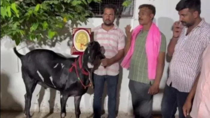 Bakra Mandi in Prayagraj, Raunak in Bakra Mandi, Vitthal sold for 90 thousand in the market, ‘Shera’ in 35 thousand – Prayagraj Bakrid -Bok Market buzzing with activity spear rising