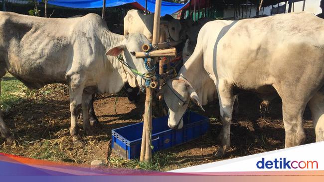 Calculating the distribution of Eid al -Aadha -offer meat, see the information