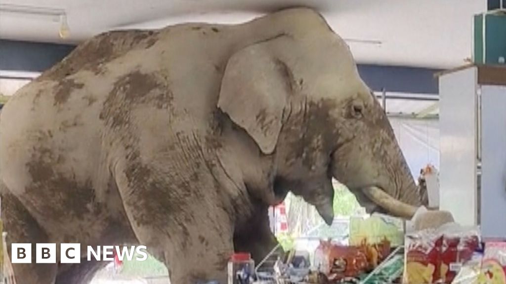 hungry-elephant-wanders-into-thai-grocery-retailer