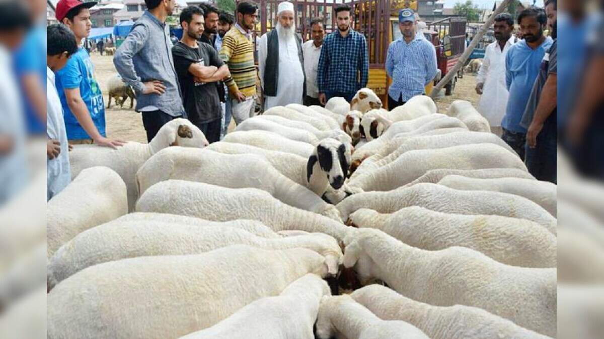 Why are the goats of sacrifice in Shia and Sunni, they will both shake