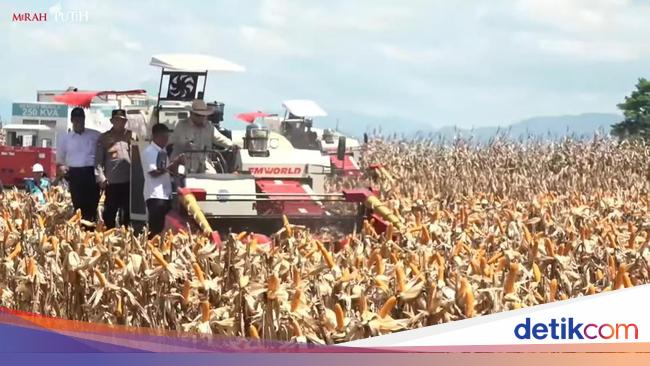 Wheat production is rising, the West Kalimantan Dayak Use Council is asking the National Police to hold a farmer training