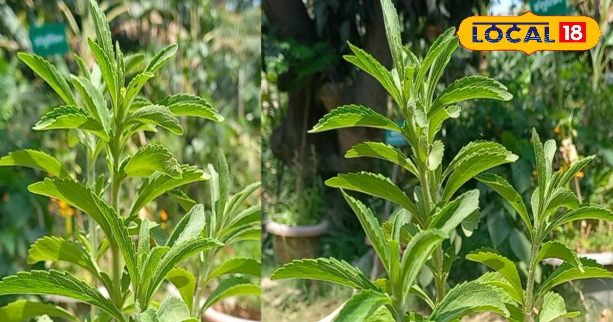Presentation in the temple or put it in tea! This Tulsi is ‘One Panth Do Kaj’