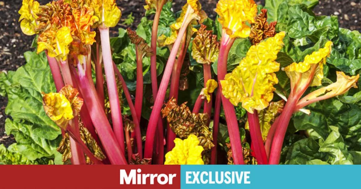 Rhubarb Mistake to Avoid OR RISK BAD CROP WARNS GARDNING Expert – ryan