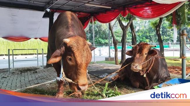 Prabowo Sumbang 578 Offer Cow, distributed to all Regency/Cities