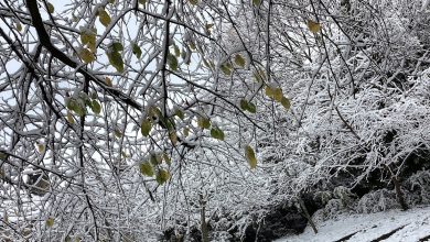Being Information Literate As an Autistic Person in The Library Workplace – ryan
