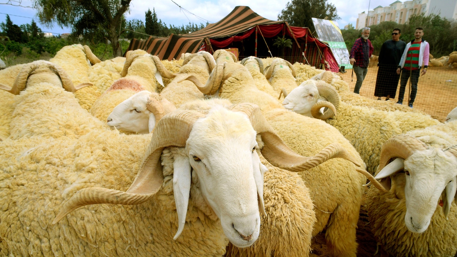 drought,-rising-prices-and-dwinking-herds-undercut-this-year’s-eid-al-ada-in-north-africa