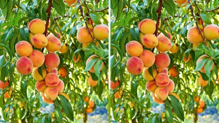 This fruit of Chhaya Pahah across the country, a great question from Delhi, Mumbai, Gujarat and Punjab – Big Question for Pahadi Aadoo in Delhi Mumbai Gujarat