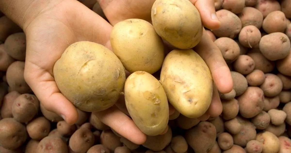 ideal-notify-to-retailer-potatoes-for-extended-freshness-–-and-it’s-no-longer-in-your-kitchen