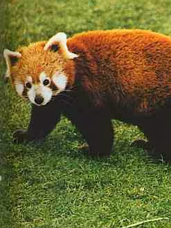 The world’s ten cutest animals