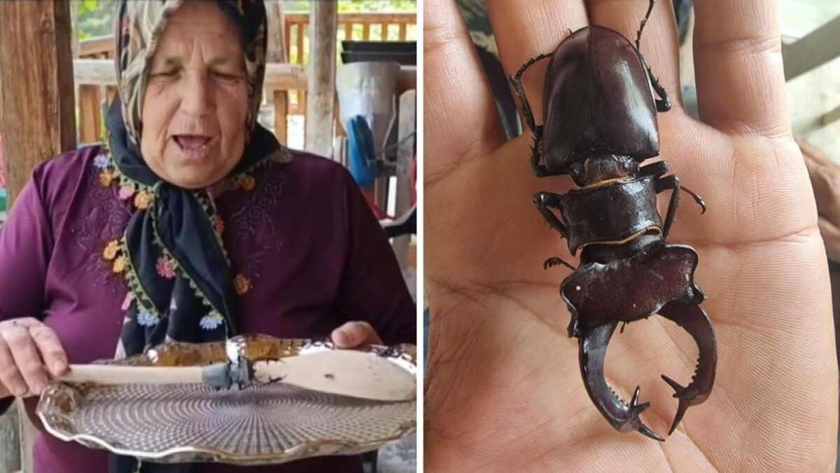 A rare appearance of the endangered “deer” beetle and a fine of 557 thousand Turkish liras for those who harm it – ryan