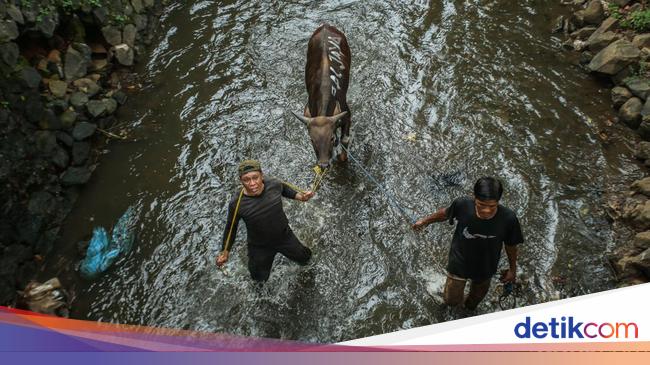 Running away when he was about to be slaughtered, sacrificial cows in Bogor were evacuated by Damkar