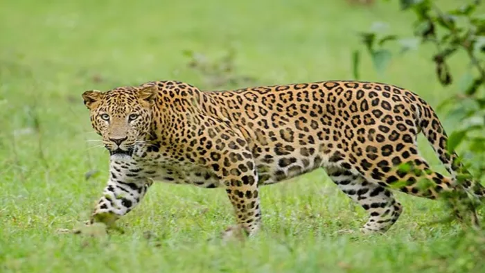 Leopard -terror in Budgam, Jammu, four injured in attack; Panic spread among people – leopard -terror in Budgam Jammu four injured in the attack